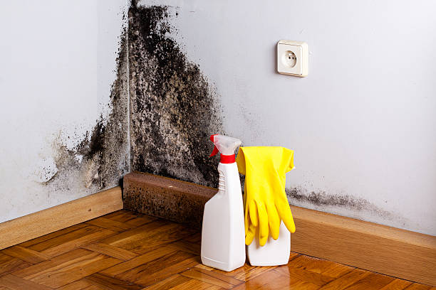 Best Commercial Mold Removal  in Spencer, IN