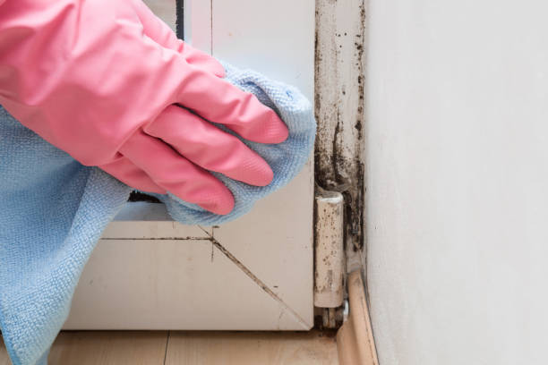 Best Emergency Mold Removal  in Spencer, IN