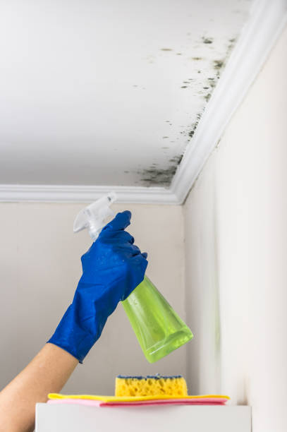 Best Office Mold Removal Services  in Spencer, IN